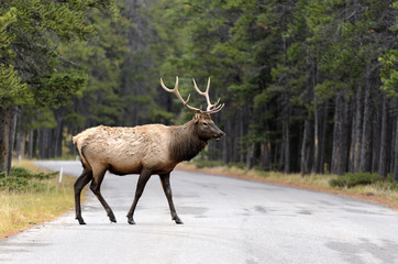 Rocky Mountain Elk