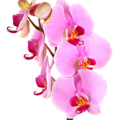 Fototapeta na wymiar Delikatna piękna orchidea samodzielnie na białym tle