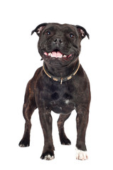 staffordshire bull terrier dog standing
