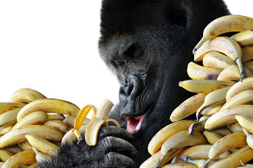 Big hungry gorilla eating a snack of bananas for breakfast - Powered by Adobe