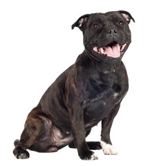 Naklejka premium staffordshire bull terrier dog