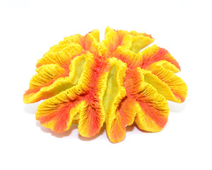 Coral falso