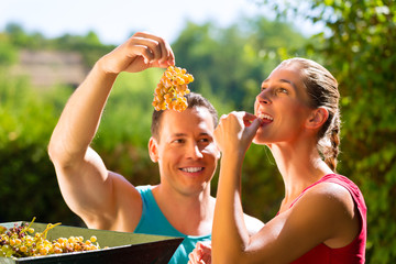 Woman and man working with grape harvesting machine