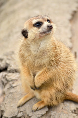 Meerkat portrait