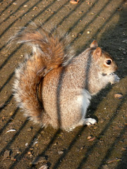 Eichhörnchen mit Nuss im Hyde Park London