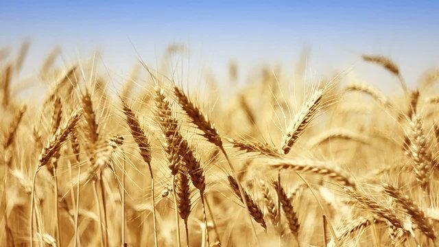 wheat in sunny field