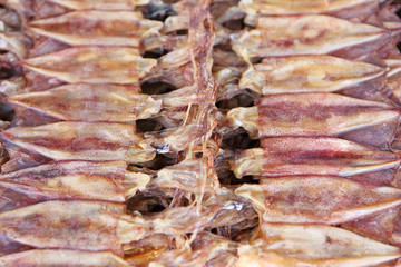 Dired squid