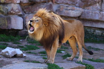 Lion Roaring