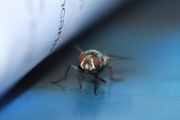 fly
