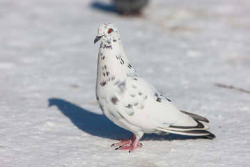 white dove