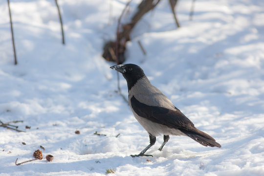 crow on the snow