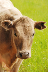 Fototapeta premium Brangus Steers