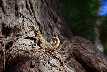 Small curly-tailed lizard basking in the sun