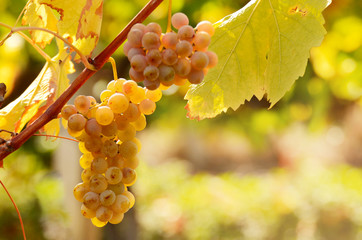 Fototapeta premium Green grapes on vine