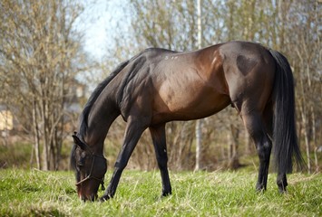 Obraz premium horse out to pasture