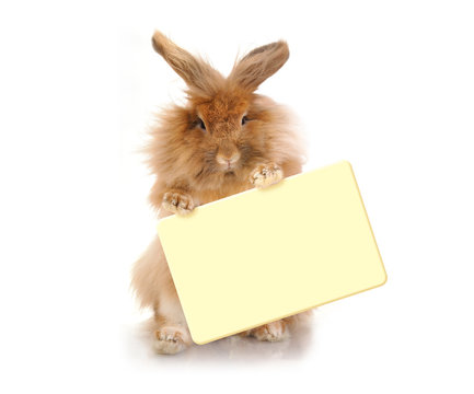 Rabbit holding plate