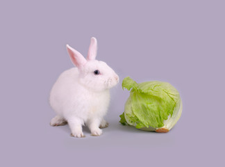 Cute white bunny eats lettuce