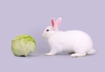 Cute white bunny and lettuce