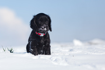 süßer Welpe sitzt versonnen im Schnee