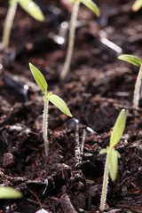 plans de tomates