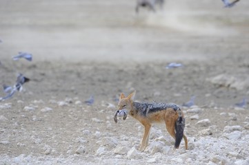 Fototapeta premium Black-backed jackal (Canis mesomelas) with captured dove