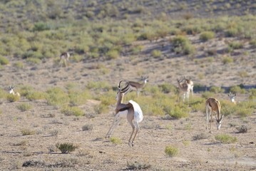 Male Springbuck (Antidorcus marsupialis) in dominance display
