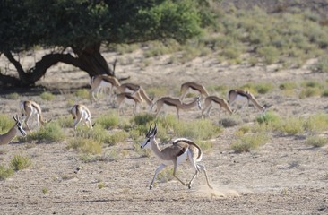 Male Springbuck (Antidorcus marsupialis) in dominance display