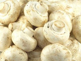 Many raw eatable mushrooms background closeup