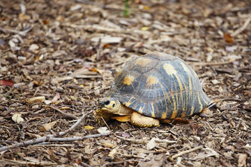 turtle