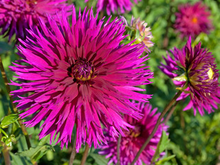 Dahlias