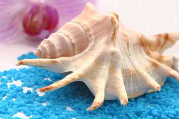 brown seashell
