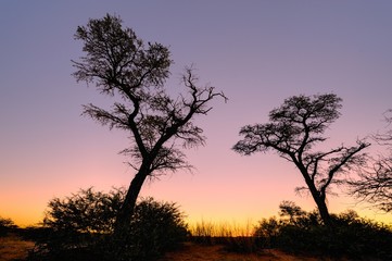 Fototapeta na wymiar Desert sunset, Kalahari
