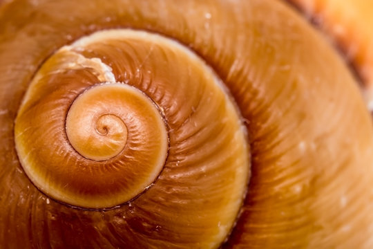 Fibonacci Numbers In Nature The Golden Spiral