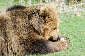 Obraz premium Brown bear eating
