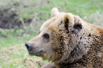 Obraz premium Brown bear profile