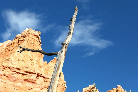 vieil arbre mort