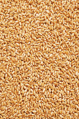 Grain of Wheat