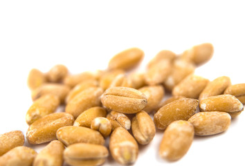 wheat grain