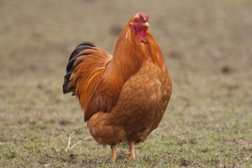 Chicken on the grass
