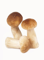 group of porcini mushrooms on white