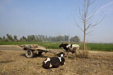 Punjabi cattle and cart