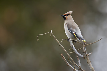 Oiseau nordique Jaseur boréal sur une branche