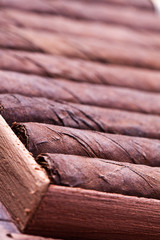 cigars in open humidor. close up 
