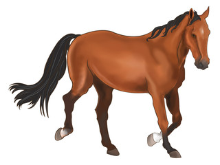 Obraz premium A beautiful horse in white background