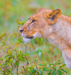 lion's family