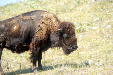 Portrait of a Buffalo