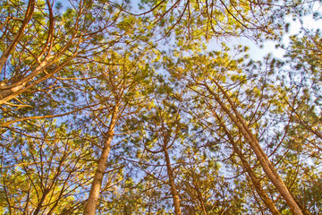 Pine trees and the sky