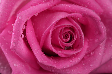 Pink rose with drops isolated on black
