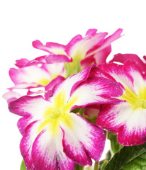 Beautiful pink primula, isolated on white