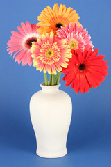 Beautiful Gerber flowers on blue background